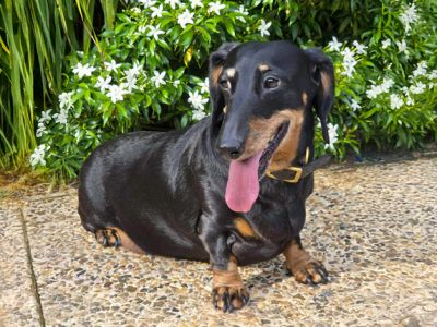 Neuer Gast Dackel-Lady Dolly 